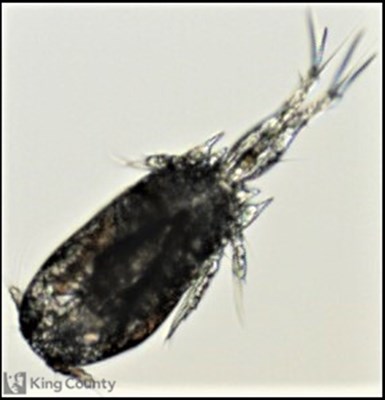 Photo of Ditrichocorycaeus anglicus